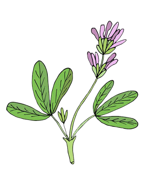 alfalfa
