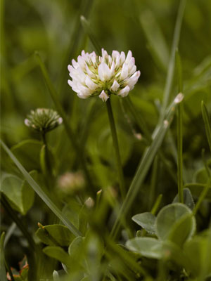 alfalfa