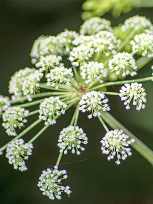 angelica