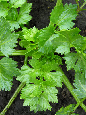 celery