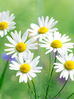chamomile