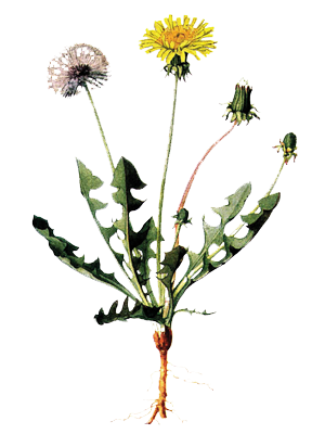 dandelion