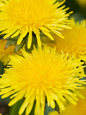 dandelion