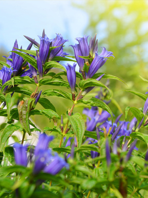 gentian
