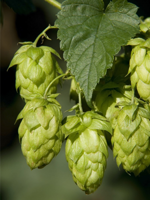 hops