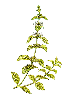 horehound