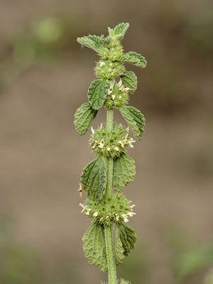 horehound