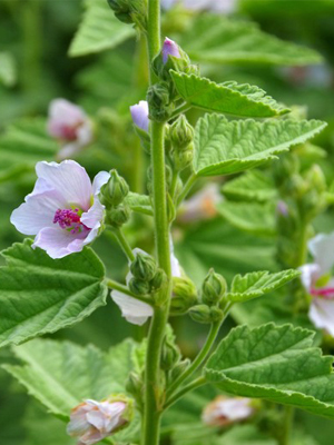 mallow