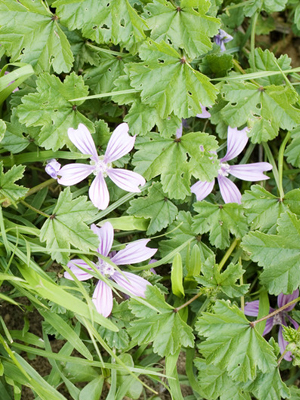 malva