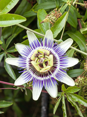 passion-flower