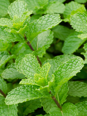 peppermint