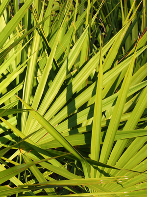 saw-palmetto