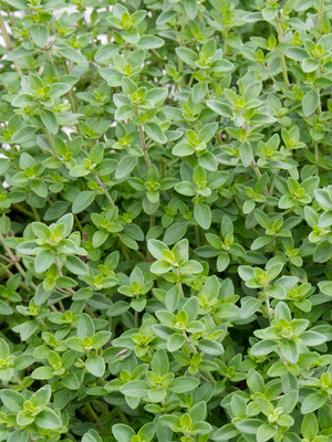 thyme